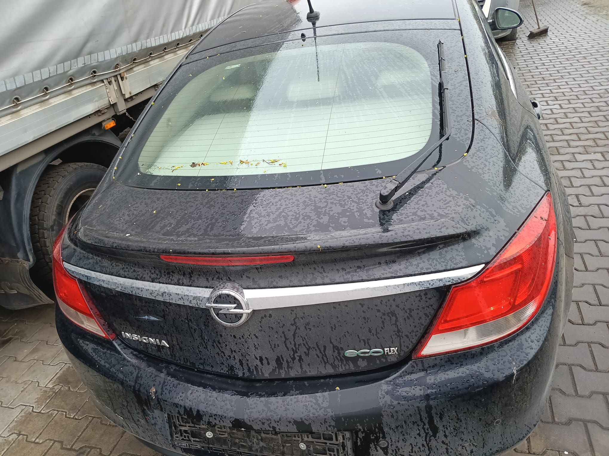 trunk